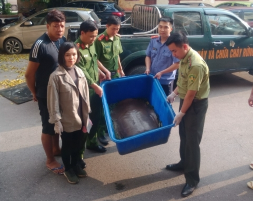 Cá thể rùa nặng 22kg cơ quan chức năng phát hiện thu giữ