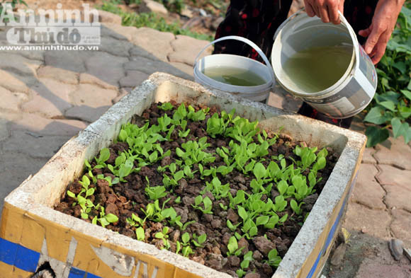 Những vuông rau xanh của ngõ nhỏ, phố nhỏ Hà Nội ảnh 9