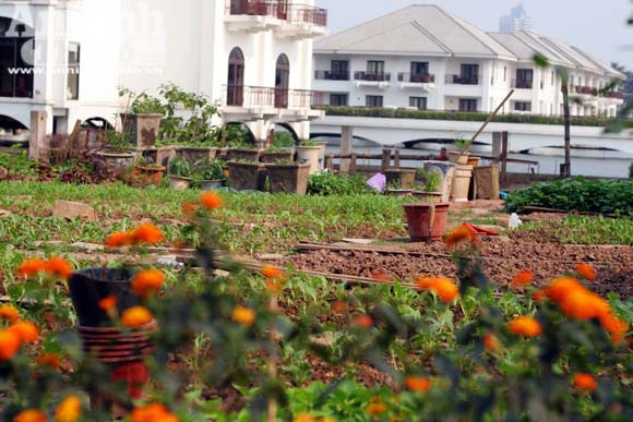 Những vuông rau xanh của ngõ nhỏ, phố nhỏ Hà Nội ảnh 3