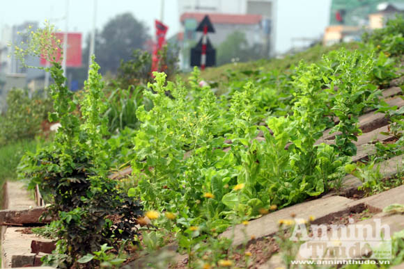 Những vuông rau xanh của ngõ nhỏ, phố nhỏ Hà Nội ảnh 1