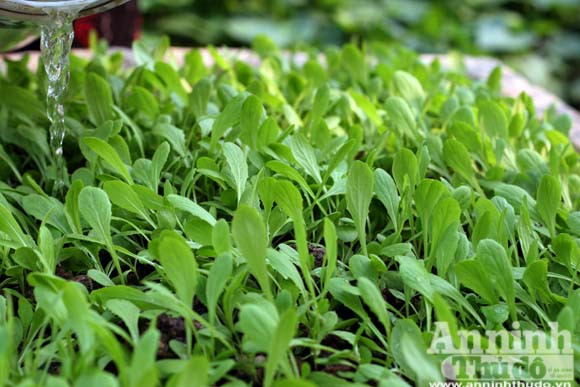 Những vuông rau xanh của ngõ nhỏ, phố nhỏ Hà Nội ảnh 6