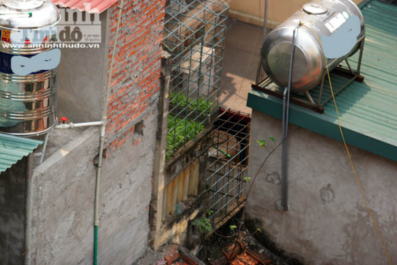 Những vuông rau xanh của ngõ nhỏ, phố nhỏ Hà Nội ảnh 2