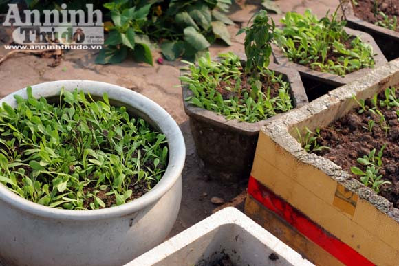 Những vuông rau xanh của ngõ nhỏ, phố nhỏ Hà Nội ảnh 8