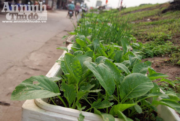 Những vuông rau xanh của ngõ nhỏ, phố nhỏ Hà Nội ảnh 7