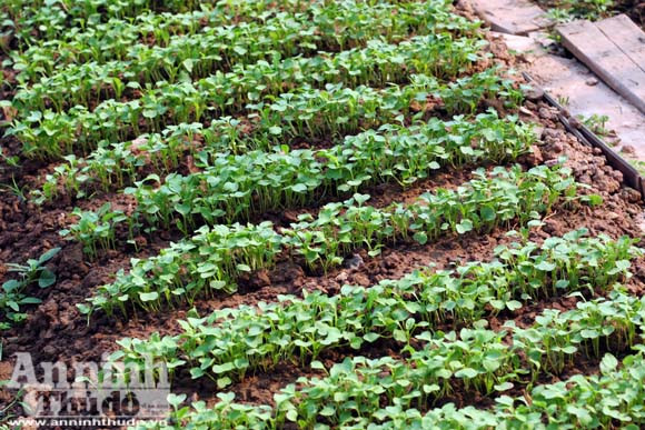 Những vuông rau xanh của ngõ nhỏ, phố nhỏ Hà Nội ảnh 10