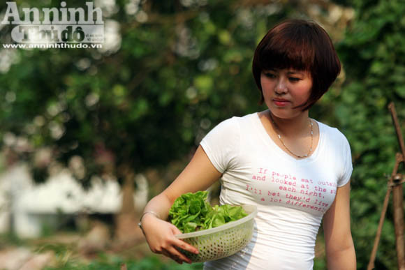 Những vuông rau xanh của ngõ nhỏ, phố nhỏ Hà Nội ảnh 5