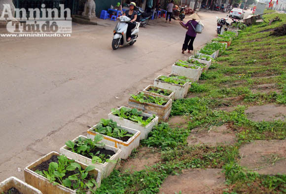 Những vuông rau xanh của ngõ nhỏ, phố nhỏ Hà Nội ảnh 11