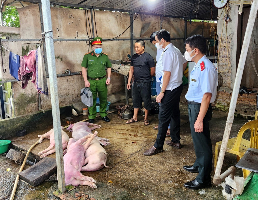 Tổ công tác kiểm tra phát hiện cơ sở có một số lợn chết trên sàn đất