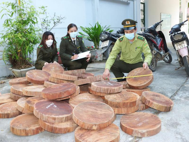 Cơ quan chức năng kiểm đếm, niêm phong số tang vật do "lâm tặc" phá rừng mà có Cơ quan chức năng kiểm đếm, niêm phong số tang vật do "lâm tặc" phá rừng mà có