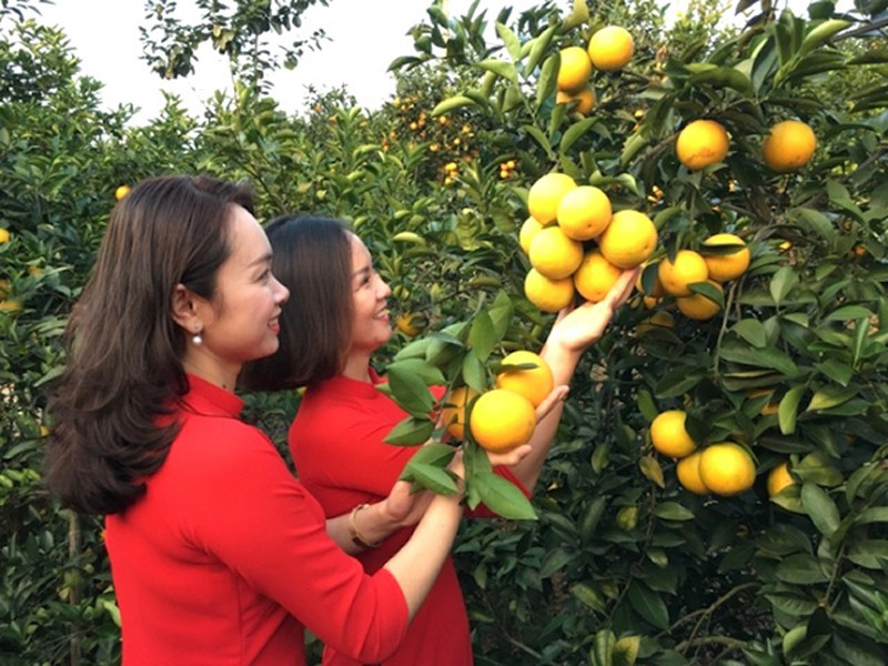 Hội chợ Cam, bưởi và các sản phẩm đặc trưng huyện Lục Ngạn năm 2020 sẽ được tổ chức từ ngày 20/11/2020 đến hết ngày 22/11/2020, tại Khu vực Quảng trường trung tâm huyện Lục Ngạn.