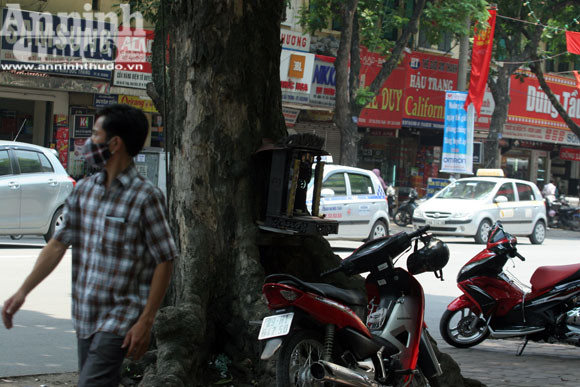 Sức mạnh của vị “thần” cây xanh ảnh 7 Sức mạnh của vị “thần” cây xanh ảnh 7