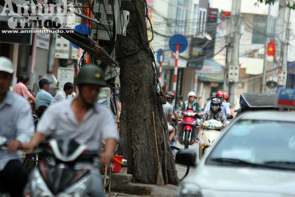 Sức mạnh của vị “thần” cây xanh ảnh 1 Sức mạnh của vị “thần” cây xanh ảnh 1