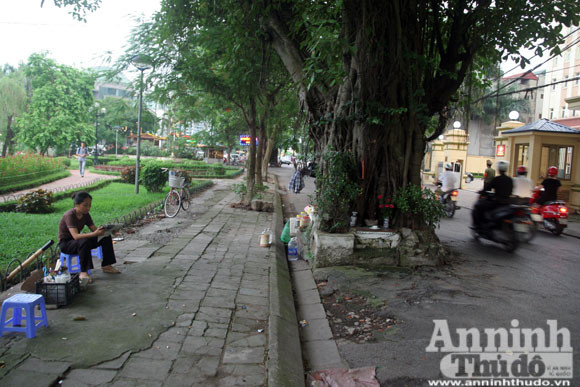 Sức mạnh của vị “thần” cây xanh ảnh 4 Sức mạnh của vị “thần” cây xanh ảnh 4