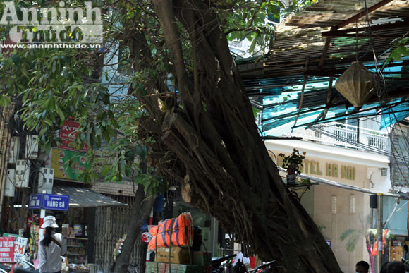 Sức mạnh của vị “thần” cây xanh ảnh 8 Sức mạnh của vị “thần” cây xanh ảnh 8