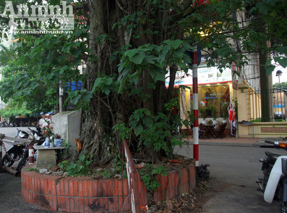 Sức mạnh của vị “thần” cây xanh ảnh 12 Sức mạnh của vị “thần” cây xanh ảnh 12