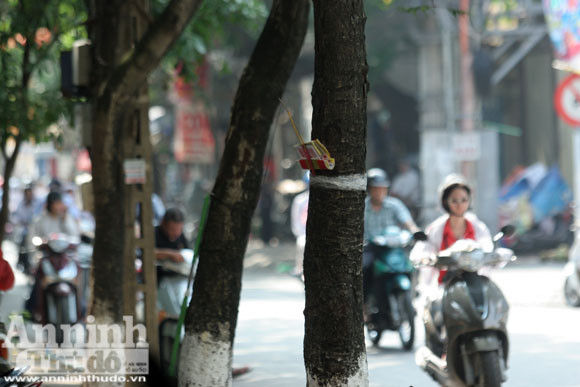 Sức mạnh của vị “thần” cây xanh ảnh 11 Sức mạnh của vị “thần” cây xanh ảnh 11