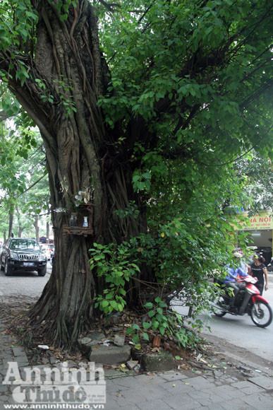 Sức mạnh của vị “thần” cây xanh ảnh 5 Sức mạnh của vị “thần” cây xanh ảnh 5