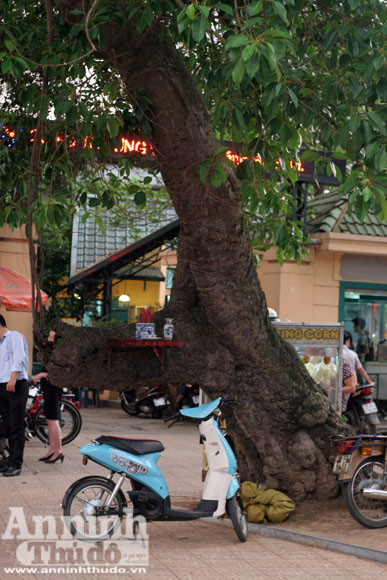 Sức mạnh của vị “thần” cây xanh ảnh 13 Sức mạnh của vị “thần” cây xanh ảnh 13