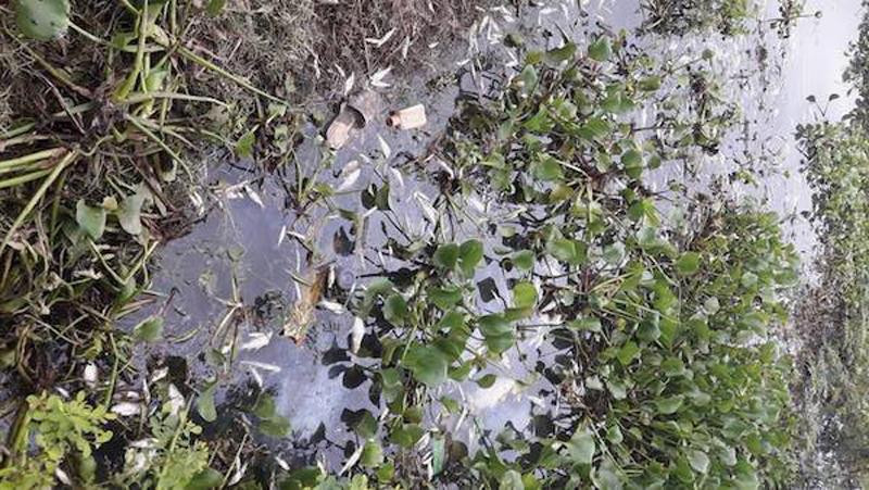 Cá chết trắng hai bờ sông Cầu bởi sự ô nhiễm