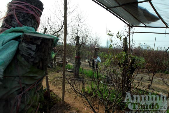 Đào “quan chức” ảnh 3 Đào “quan chức” ảnh 3