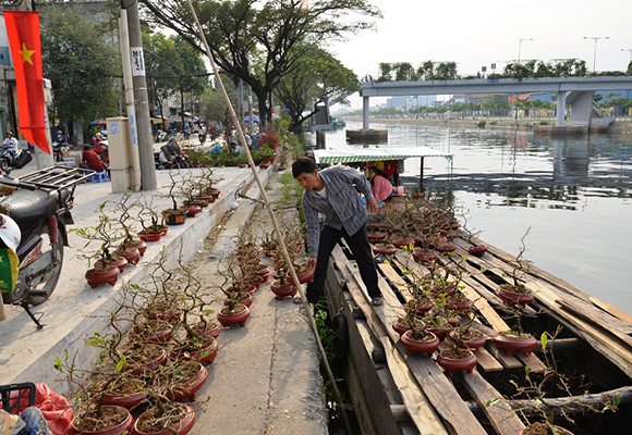 Mùa thuyền hoa về phố ảnh 5