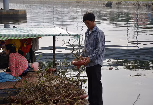 Mùa thuyền hoa về phố ảnh 4