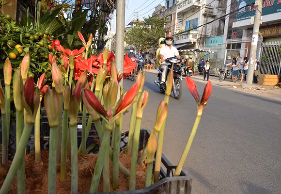 Mùa thuyền hoa về phố ảnh 3