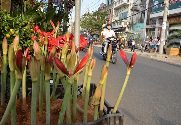 Mùa thuyền hoa về phố ảnh 3