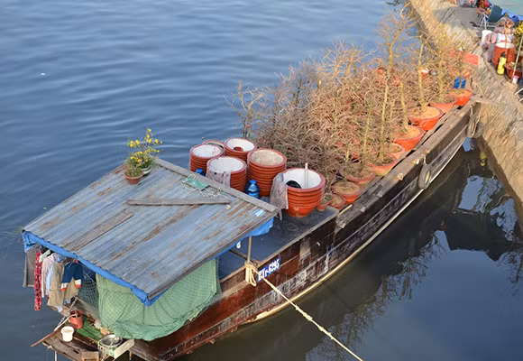 Mùa thuyền hoa về phố ảnh 10