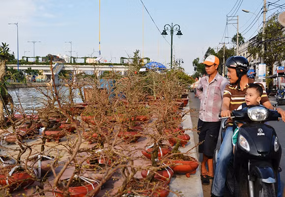 Mùa thuyền hoa về phố ảnh 7