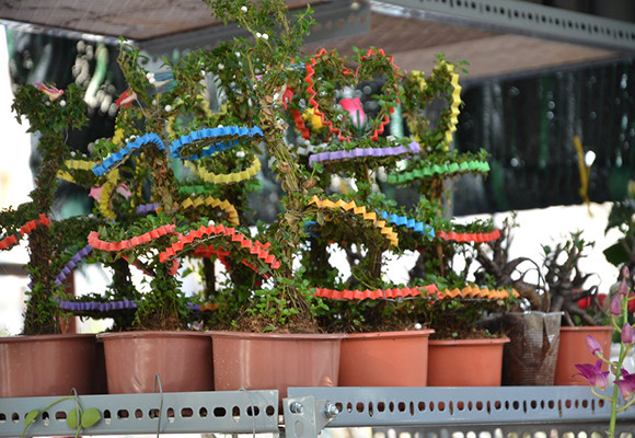 Mùa thuyền hoa về phố ảnh 8