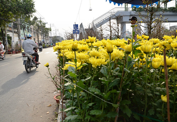 Mùa thuyền hoa về phố ảnh 2