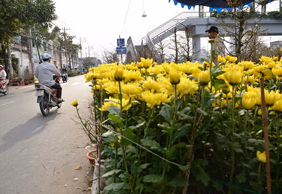 Mùa thuyền hoa về phố ảnh 2