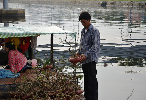 Mùa thuyền hoa về phố ảnh 4