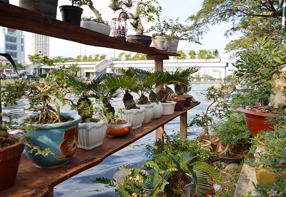 Mùa thuyền hoa về phố ảnh 6