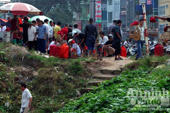 “Chợ chim 373 tỷ đồng" trên những căn nhà bỏ trống ảnh 3