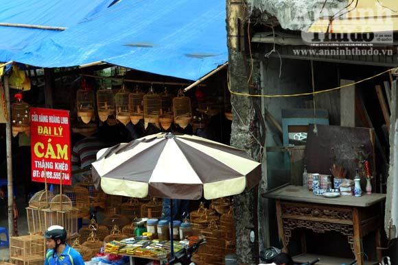 “Chợ chim 373 tỷ đồng" trên những căn nhà bỏ trống ảnh 15