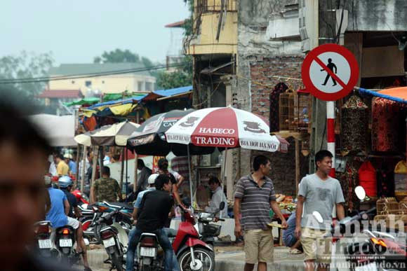 “Chợ chim 373 tỷ đồng" trên những căn nhà bỏ trống ảnh 7