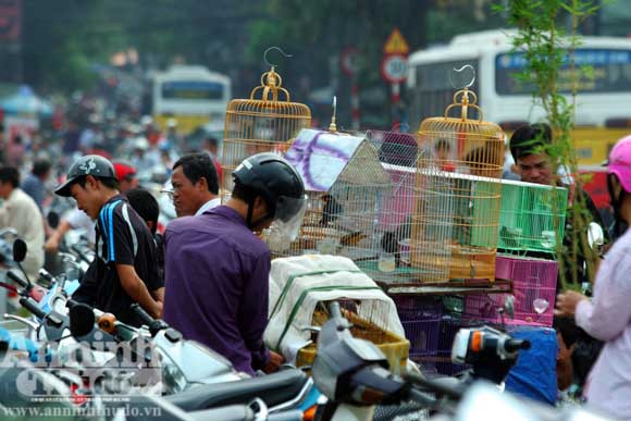 “Chợ chim 373 tỷ đồng" trên những căn nhà bỏ trống ảnh 6
