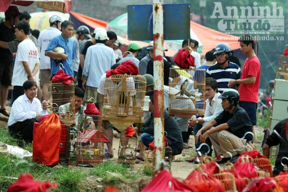 “Chợ chim 373 tỷ đồng" trên những căn nhà bỏ trống ảnh 2