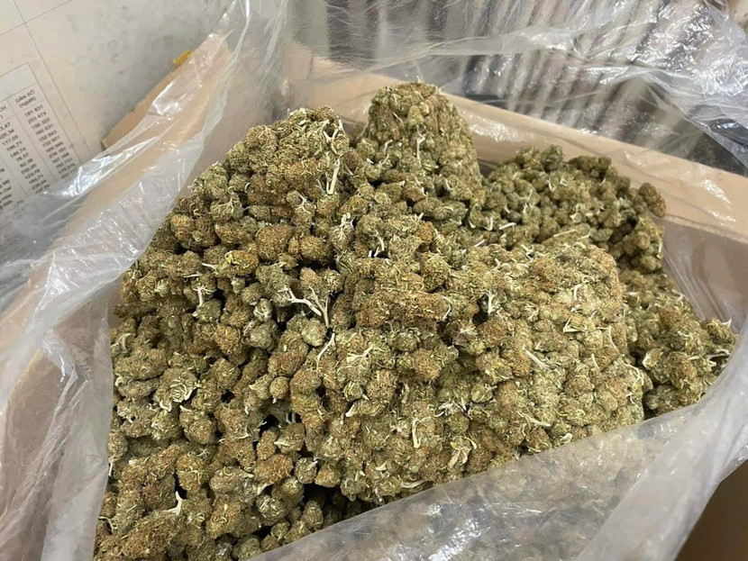 Số cần sa cơ quan chức năng thu giữ