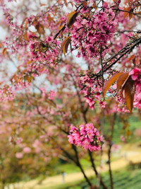 Rực rỡ sắc hồng hoa mai anh đào trên những đồi chè Ô Long ở Sa Pa