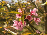 Rực rỡ sắc hồng hoa mai anh đào trên những đồi chè Ô Long ở Sa Pa