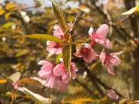 Rực rỡ sắc hồng hoa mai anh đào trên những đồi chè Ô Long ở Sa Pa