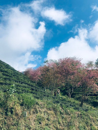 Rực rỡ sắc hồng hoa mai anh đào trên những đồi chè Ô Long ở Sa Pa