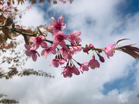 Rực rỡ sắc hồng hoa mai anh đào trên những đồi chè Ô Long ở Sa Pa