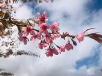 Rực rỡ sắc hồng hoa mai anh đào trên những đồi chè Ô Long ở Sa Pa