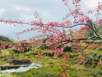 Rực rỡ sắc hồng hoa mai anh đào trên những đồi chè Ô Long ở Sa Pa