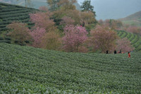 Rực rỡ sắc hồng hoa mai anh đào trên những đồi chè Ô Long ở Sa Pa