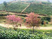 Rực rỡ sắc hồng hoa mai anh đào trên những đồi chè Ô Long ở Sa Pa